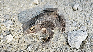 close shot of the single wild black toad.