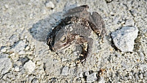 close shot of the single wild black toad.