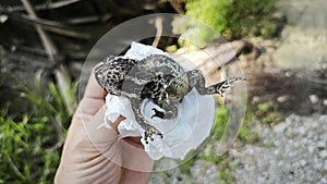 close shot of the single wild black toad.
