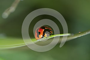 close shot of the Small Transverse Ladybird Beetle.