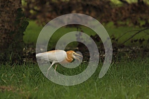 Close  shot of small white and yellow bird  with some moving shake affect