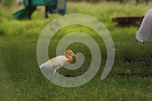 Close  shot of small white and yellow bird  with some moving shake affect