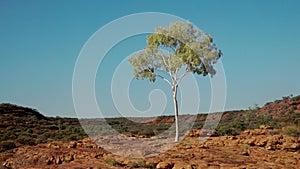 close shot of a solitary gum tree at kings canyon