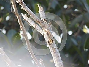 Spider web close shot