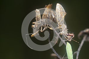 Close shot of the Spined Assassin Bug