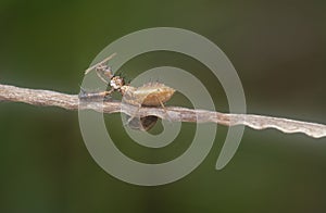 close shot of spined assassin bug