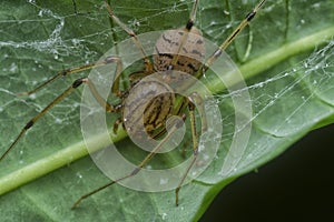 Close shot of the spitting spider