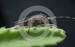 Close shot of the Squash leaf-footed insect