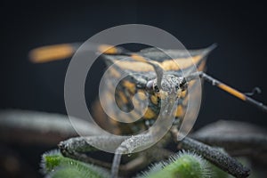 Close shot of the Squash leaf-footed insect