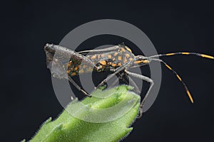 Close shot of the Squash leaf-footed insect