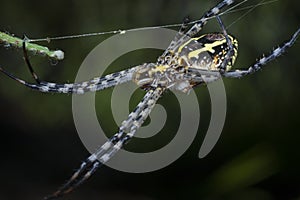 Close shot of st andrew`s cross spider