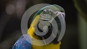 A close shot of a strict macaw parrot on a hot day is a large black beak open because of the heat, the yellow plumage