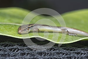 close shot of Subdoluseps bowringii lizard.