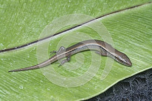 close shot of Subdoluseps bowringii lizard.