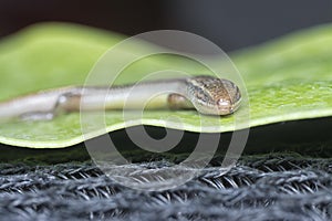 close shot of Subdoluseps bowringii lizard.