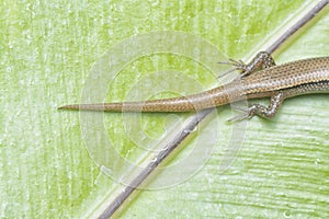 close shot of Subdoluseps bowringii lizard.