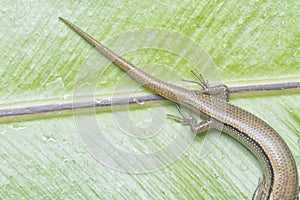 close shot of Subdoluseps bowringii lizard.