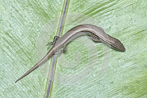 close shot of Subdoluseps bowringii lizard.