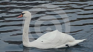 Close Shot of Swan swimming in the Landwehr Canal in Berlin on calm water. Camera panning.