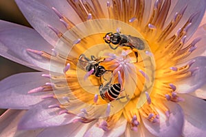 close shot of three Bees at work gathering nectar from a water lily