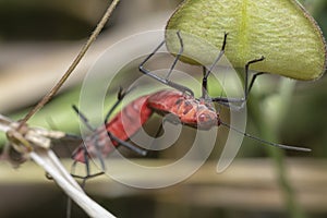 Close shot of the tiny leptocoris augur mating.