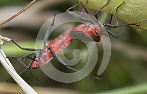 Close shot of the tiny leptocoris augur mating.