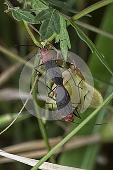 Close shot of the tiny leptocoris augur mating.