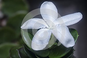 Close shot of tiny white carissa macrocarpa flower