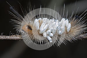 Close shot of the Tussock Moth Caterpillar carrying Parasitoid Pupae