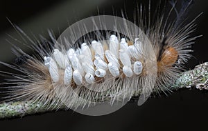 Close shot of the Tussock Moth Caterpillar carrying Parasitoid Pupae