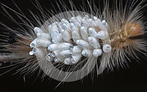 Close shot of the Tussock Moth Caterpillar carrying Parasitoid Pupae