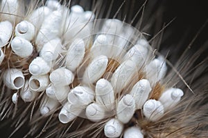 Close shot of the Tussock Moth Caterpillar carrying Parasitoid Pupae