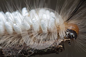 Close shot of the Tussock Moth Caterpillar carrying Parasitoid Pupae