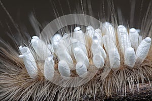 Close shot of the Tussock Moth Caterpillar carrying Parasitoid Pupae