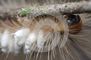 Close shot of the Tussock Moth Caterpillar carrying Parasitoid Pupae