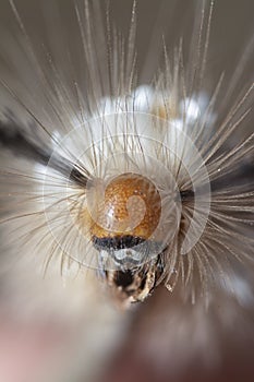 Close shot of the Tussock Moth Caterpillar carrying Parasitoid Pupae