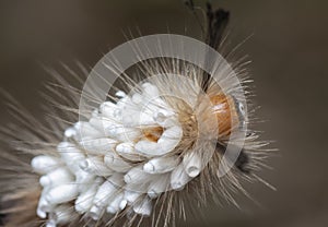 Close shot of the Tussock Moth Caterpillar carrying Parasitoid Pupae