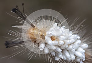 Close shot of the Tussock Moth Caterpillar carrying Parasitoid Pupae