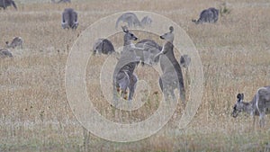 close shot of two male eastern grey kangaroos boxing