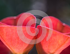 A close shot two of red flowers