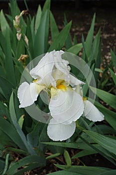 Close shot of two white flowers of Iris germanica