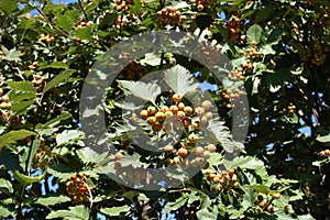 Close shot of unripe fruits of Sorbus aria