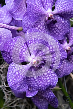Close shot of Vanda coerulea - hawaiian blue orchid