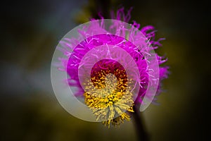 Close shot of veertaru plant flower