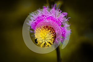 Close shot of veertaru plant flower