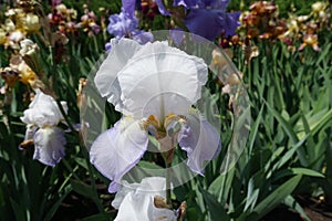 Close shot of violet flower of iris