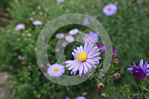 Close shot of violet flower of Michaelmas daisies