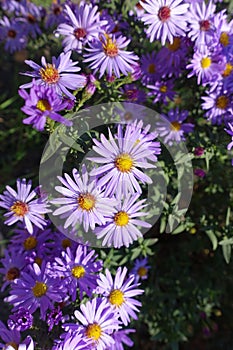 Close shot of violet flowers of Symphyotrichum dumosum