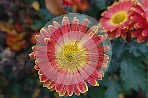 Close shot of wet red and yellow flower of Chrysanthemum