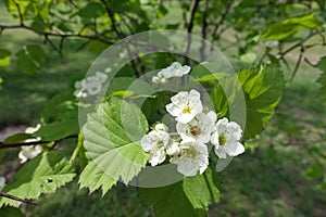 Close shot of white five-petaled flowers of Crataegus submollis in May